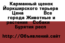 Карманный щенок Йоркширского терьера › Цена ­ 30 000 - Все города Животные и растения » Собаки   . Бурятия респ.